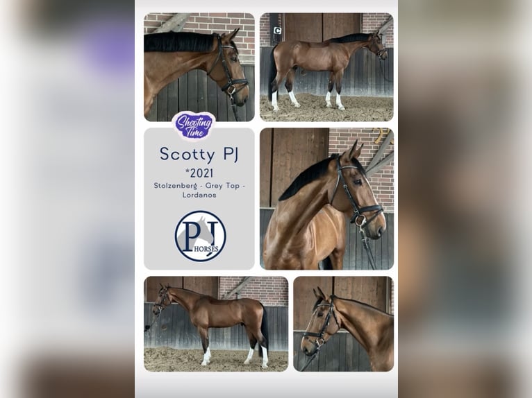 Hanoverian Gelding 5 years 16,2 hh Brown in Hohenhameln