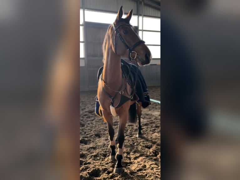 Hanoverian Gelding 5 years 16,2 hh Brown in Ritterhude