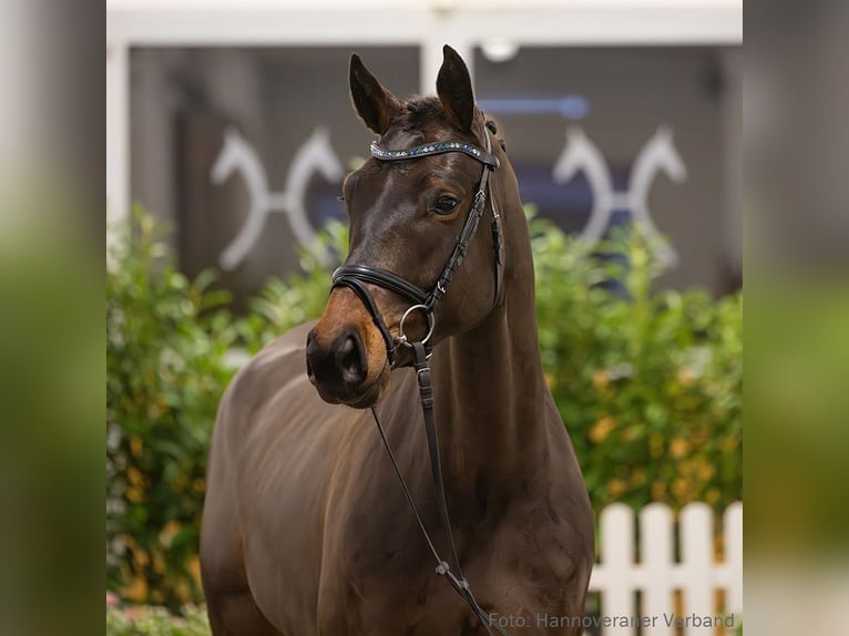 Hanoverian Gelding 5 years 16,2 hh Brown in Verden
