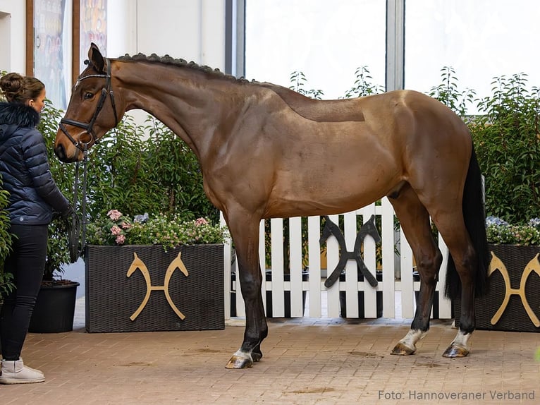 Hanoverian Gelding 5 years 16,2 hh Brown in Verden