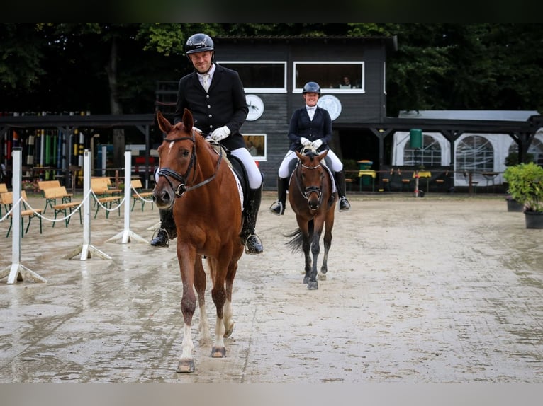 Hanoverian Gelding 5 years 16,2 hh Chestnut-Red in Wuppertal
