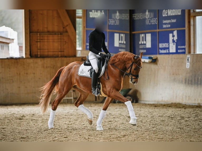Hanoverian Gelding 5 years 16,2 hh Chestnut-Red in Mariastein