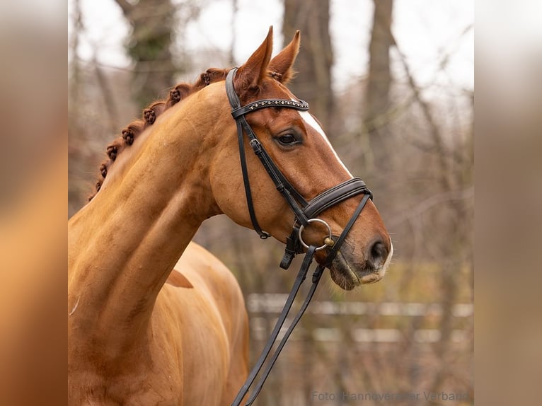 Hanoverian Gelding 5 years 16,2 hh Chestnut-Red in Verden