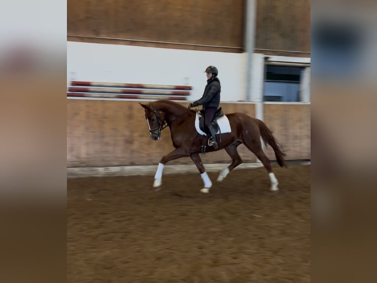 Hanoverian Gelding 5 years 16,2 hh Chestnut-Red in Visselhövede