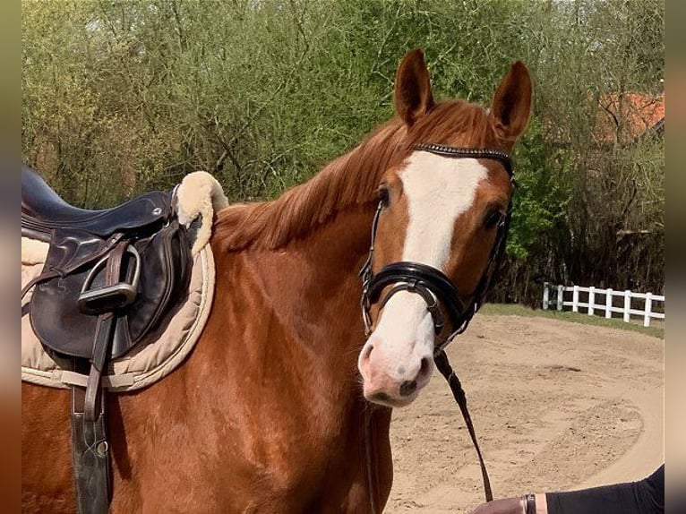 Hanoverian Gelding 5 years 16,2 hh Chestnut-Red in Verden (Aller)