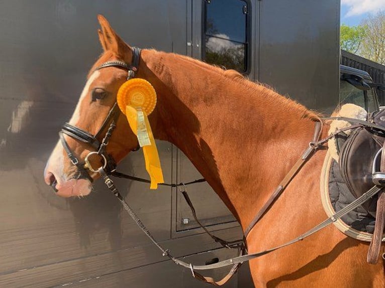 Hanoverian Gelding 5 years 16,2 hh Chestnut-Red in Verden (Aller)
