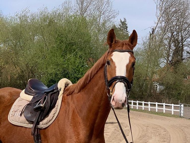Hanoverian Gelding 5 years 16,2 hh Chestnut-Red in Verden (Aller)