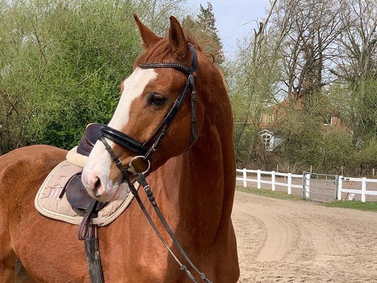 Hanoverian Gelding 5 years 16,2 hh Chestnut-Red in Verden (Aller)