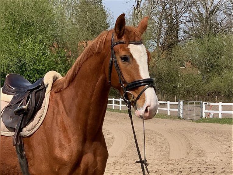 Hanoverian Gelding 5 years 16,2 hh Chestnut-Red in Verden (Aller)