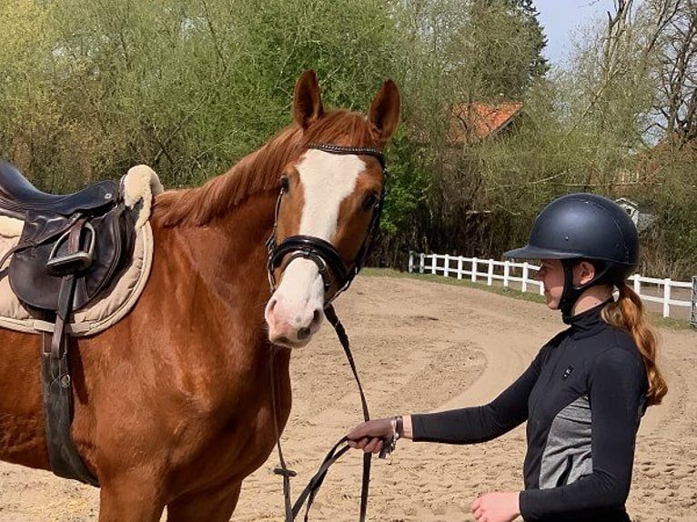 Hanoverian Gelding 5 years 16,2 hh Chestnut-Red in Verden (Aller)