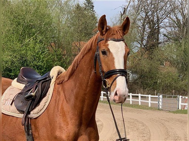 Hanoverian Gelding 5 years 16,2 hh Chestnut-Red in Verden (Aller)