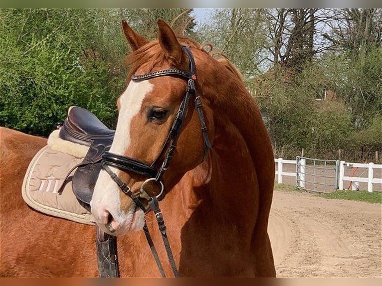 Hanoverian Gelding 5 years 16,2 hh Chestnut-Red in Verden (Aller)
