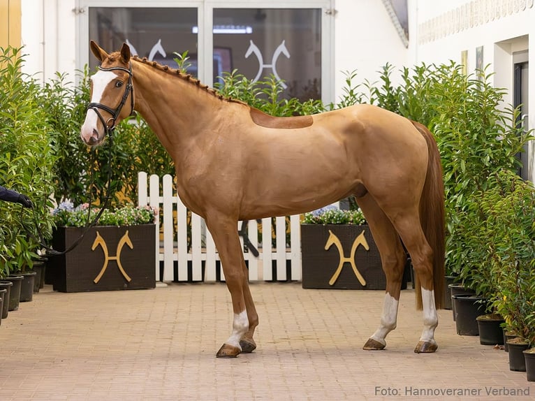 Hanoverian Gelding 5 years 16,2 hh Chestnut-Red in Verden
