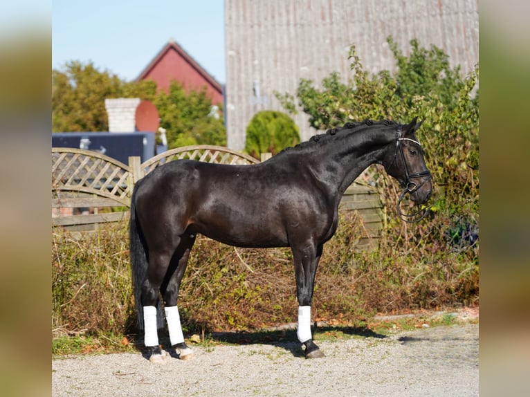 Hanoverian Gelding 5 years 16,2 hh in Hoh