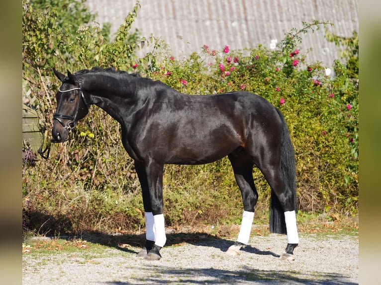 Hanoverian Gelding 5 years 16,2 hh in Hoh