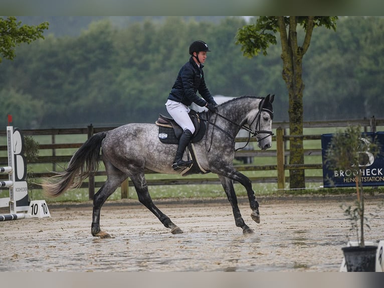 Hanoverian Gelding 5 years 16,2 hh Gray in Riedstadt