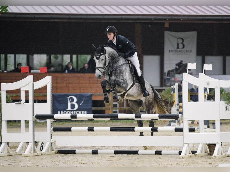 Hanoverian Gelding 5 years 16,2 hh Gray in Riedstadt