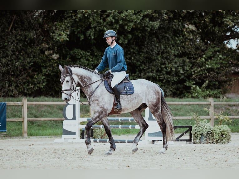 Hanoverian Gelding 5 years 16,2 hh Grey in Riedstadt