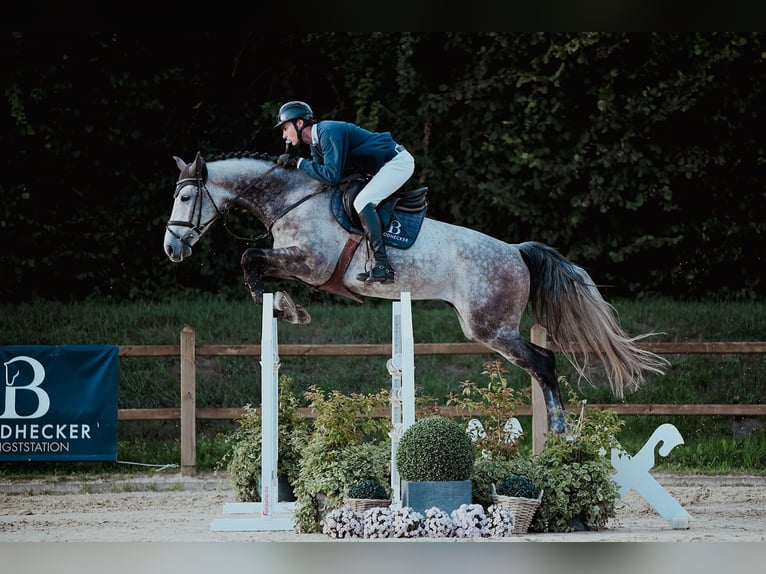 Hanoverian Gelding 5 years 16,2 hh Grey in Riedstadt