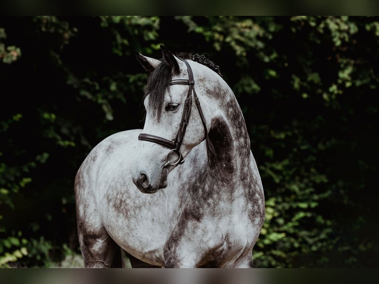 Hanoverian Gelding 5 years 16,2 hh Grey in Riedstadt