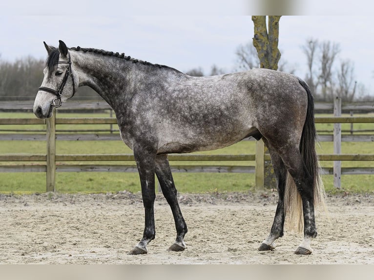 Hanoverian Gelding 5 years 16,2 hh Grey in Riedstadt