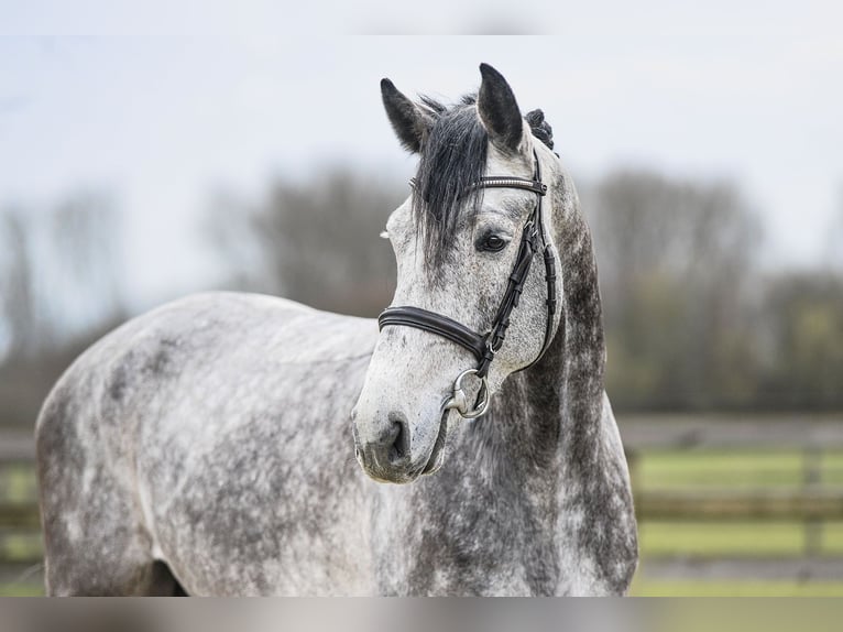 Hanoverian Gelding 5 years 16,2 hh Grey in Riedstadt