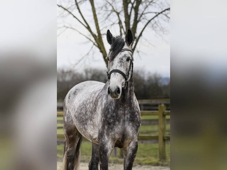 Hanoverian Gelding 5 years 16,2 hh Grey in Riedstadt
