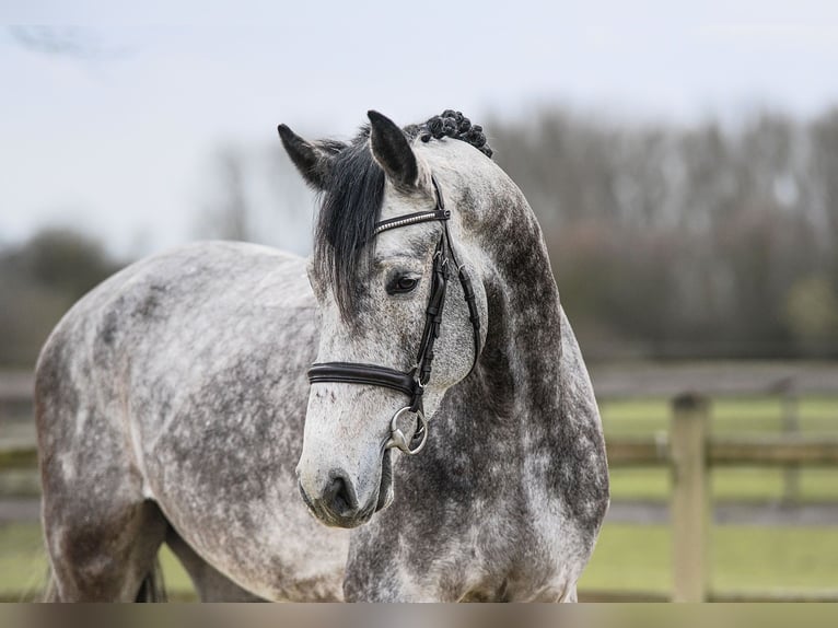 Hanoverian Gelding 5 years 16,2 hh Grey in Riedstadt