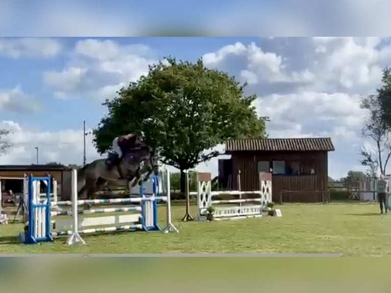 Hanoverian Gelding 5 years 16,2 hh Grey in Bremerv&#xF6;rde