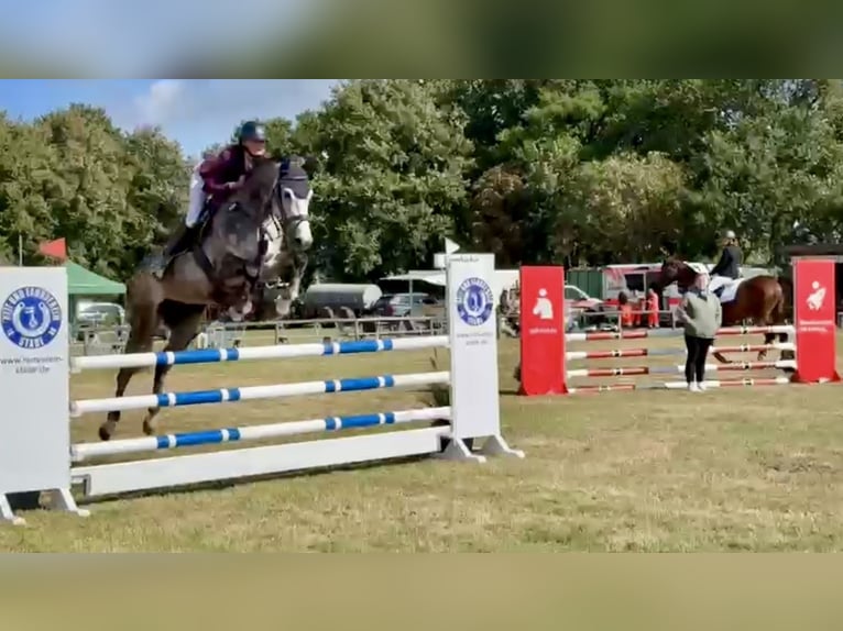 Hanoverian Gelding 5 years 16,2 hh Grey in Bremerv&#xF6;rde