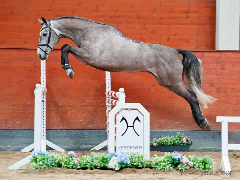 Hanoverian Gelding 5 years 16,2 hh Grey in Verden