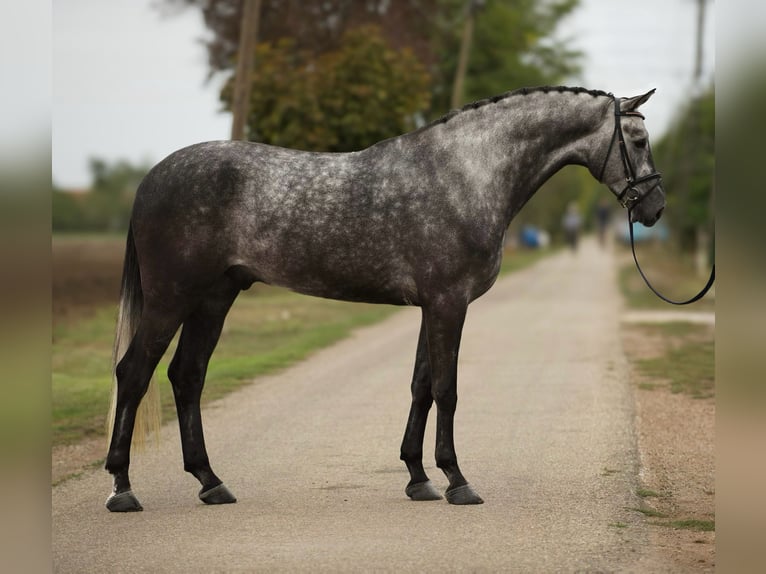 Hanoverian Gelding 5 years 16,2 hh Grey in Zalaegerszeg