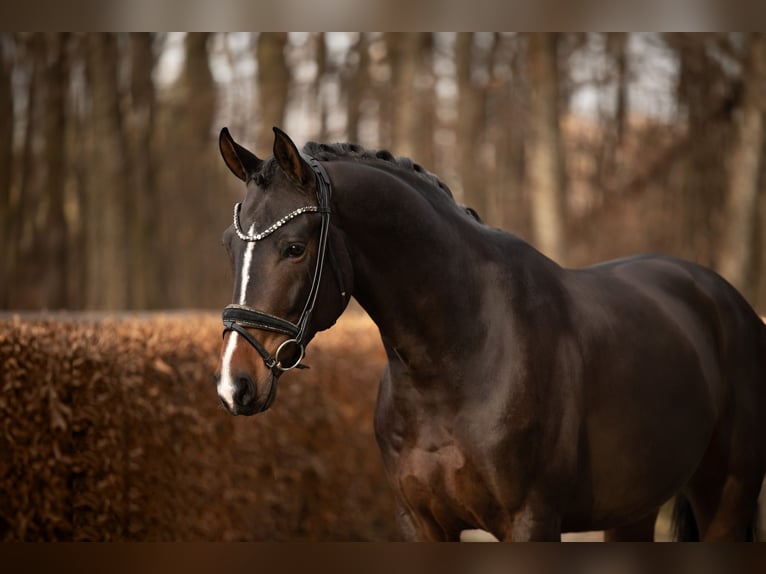 Hanoverian Gelding 5 years 16,2 hh Smoky-Black in Wehringen