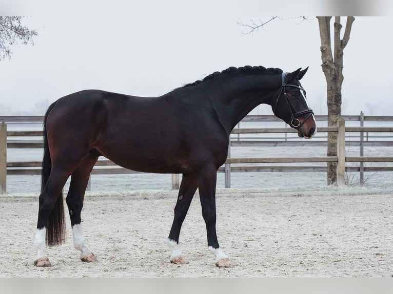 Hanoverian Gelding 5 years 16,3 hh Bay-Dark in Riedstadt