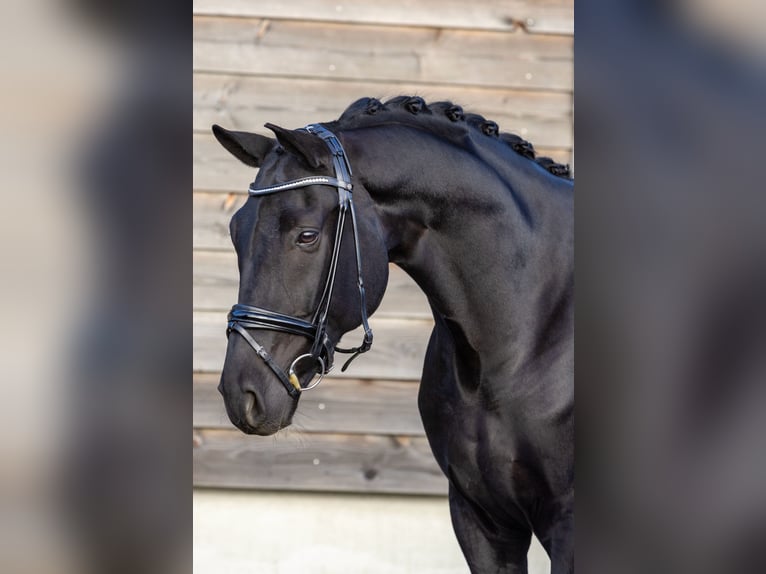 Hanoverian Gelding 5 years 16,3 hh Black in Emlichheim