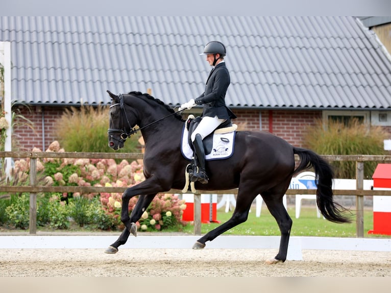 Hanoverian Gelding 5 years 16,3 hh Black in Emlichheim
