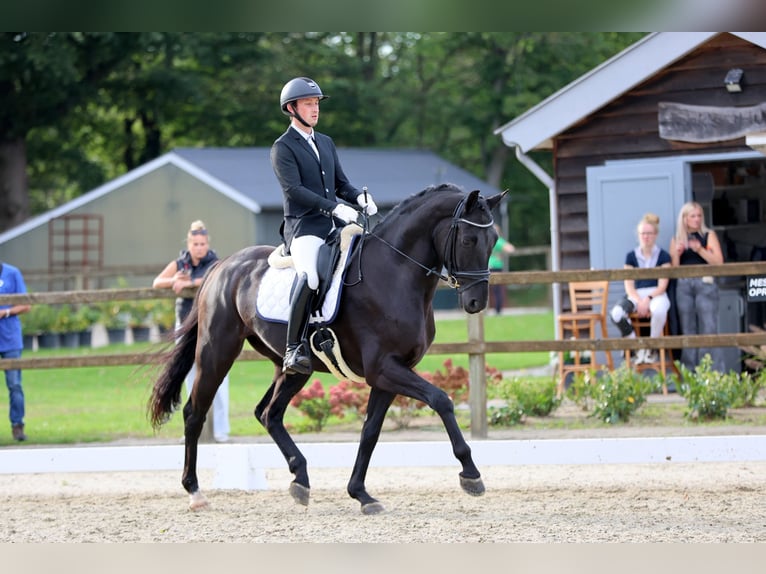 Hanoverian Gelding 5 years 16,3 hh Black in Emlichheim