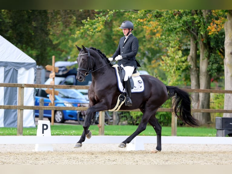 Hanoverian Gelding 5 years 16,3 hh Black in Emlichheim