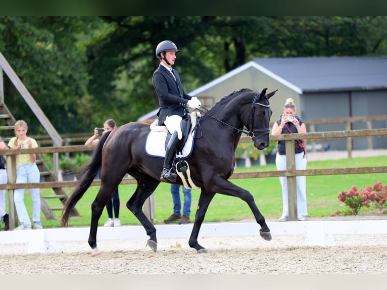 Hanoverian Gelding 5 years 16,3 hh Black in Emlichheim