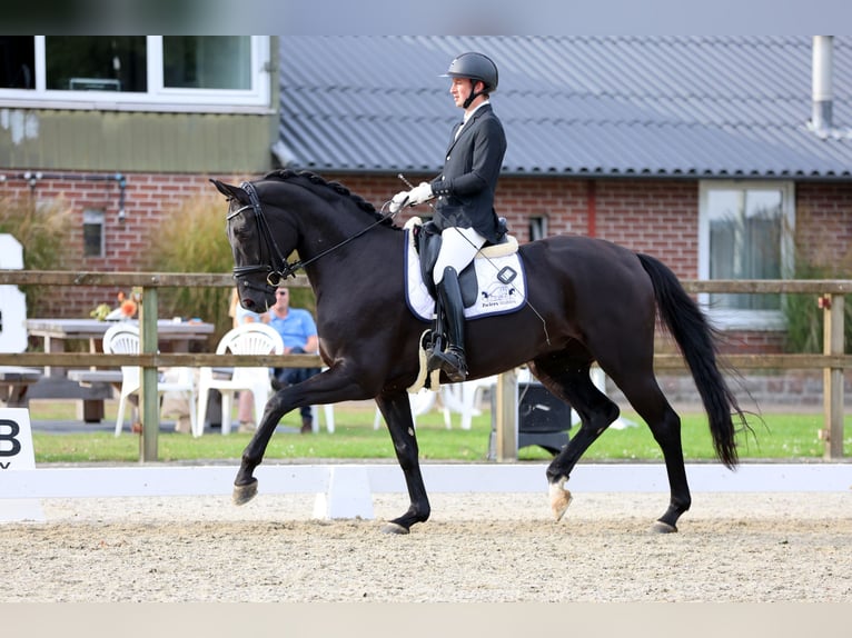 Hanoverian Gelding 5 years 16,3 hh Black in Emlichheim