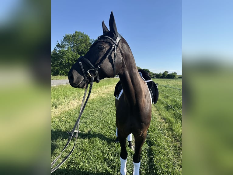 Hanoverian Gelding 5 years 16,3 hh Black in Darmstadt