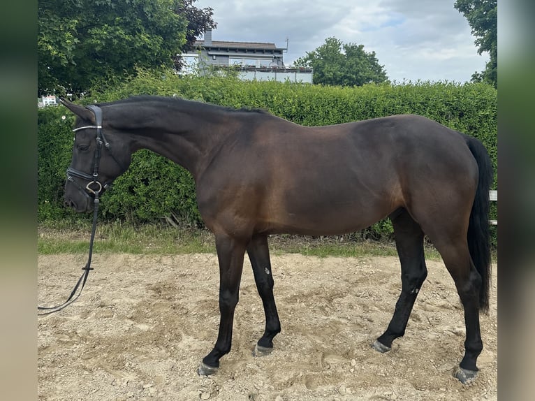 Hanoverian Gelding 5 years 16,3 hh Black in Darmstadt