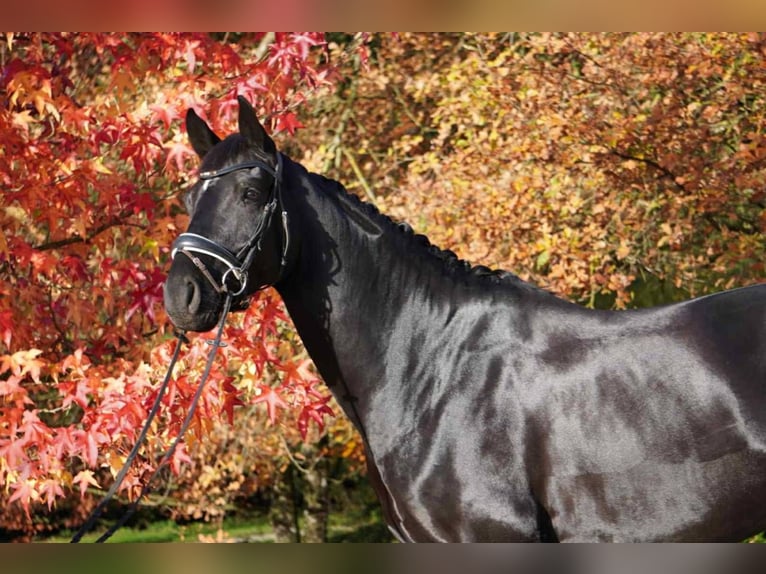 Hanoverian Gelding 5 years 16,3 hh Black in Puebla De Guzman