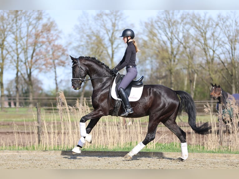 Hanoverian Gelding 5 years 16,3 hh Black in Haaksbergen