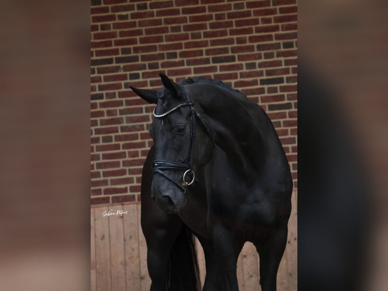 Hanoverian Gelding 5 years 16,3 hh Black in Goch
