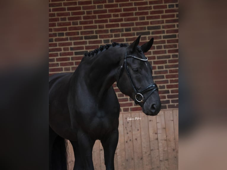 Hanoverian Gelding 5 years 16,3 hh Black in Goch