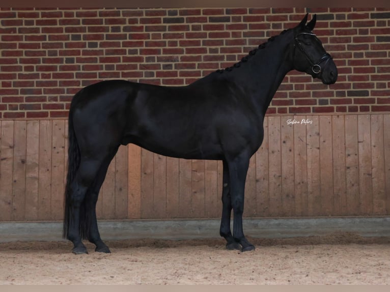 Hanoverian Gelding 5 years 16,3 hh Black in Goch