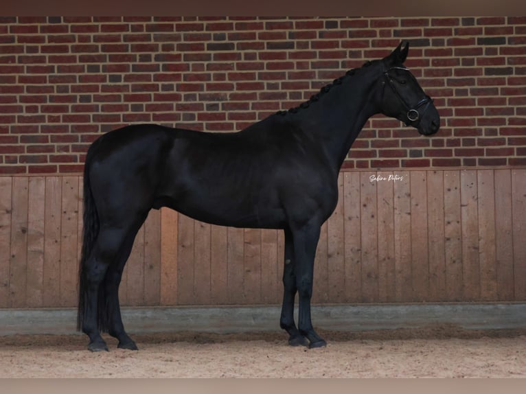 Hanoverian Gelding 5 years 16,3 hh Black in Goch