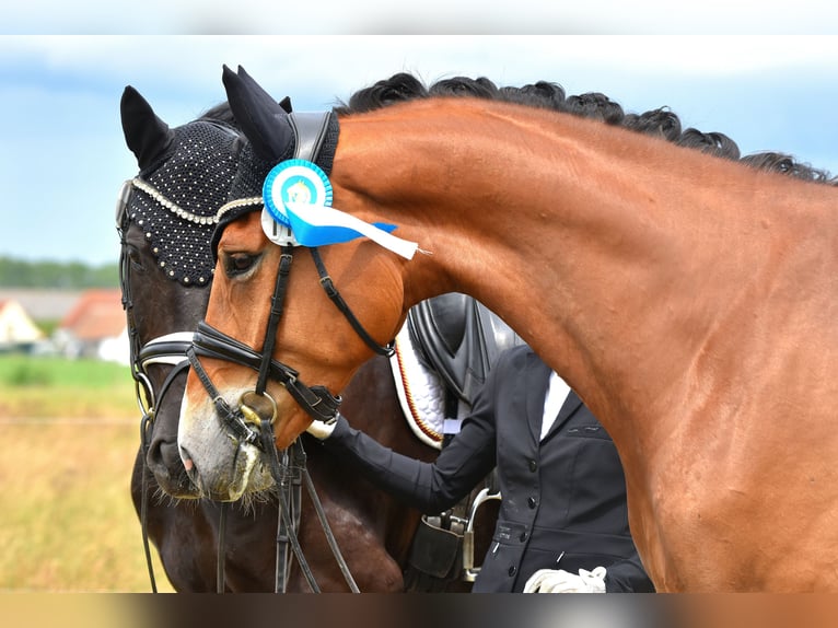 Hanoverian Gelding 5 years 16,3 hh Brown in Kamern