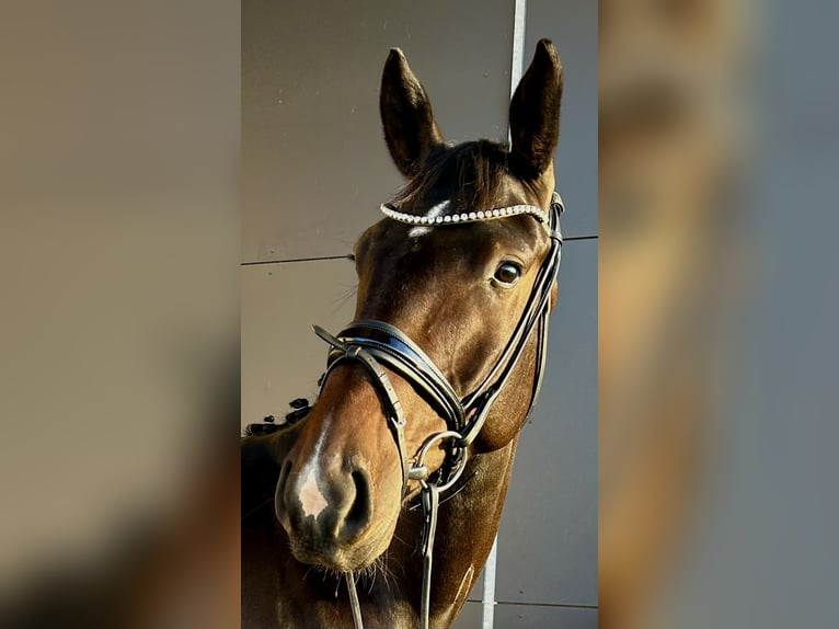 Hanoverian Gelding 5 years 16,3 hh Brown in Lohmar